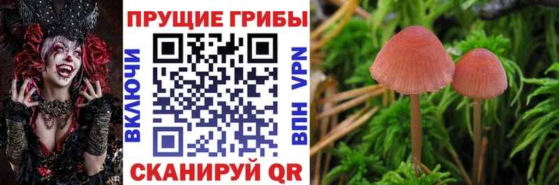 где купить   Зубцов  Галлюциногенные грибы ЛСД 
